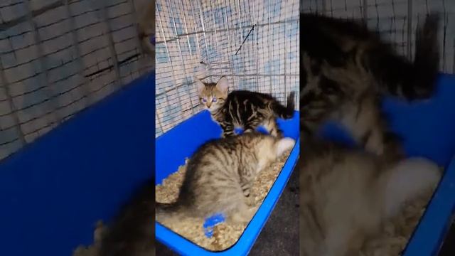 Весна время котят, приютили бездомышей! смотреть онлайн