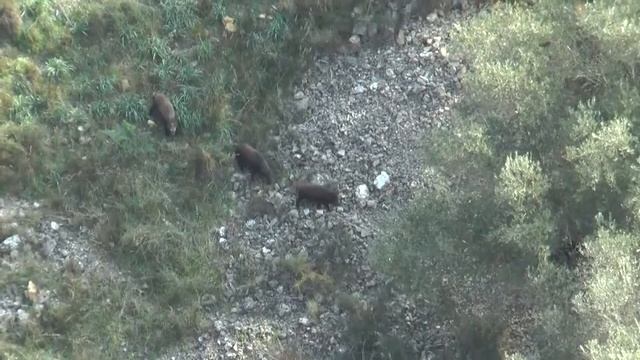 Emergenza cinghiali in Puglia: dal 2009 sono oltre 330 gli incidenti registrati смотреть онлайн