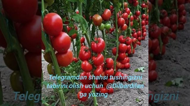 Tushda POMİDOR ko'rsa nima bo'ladi❓ смотреть онлайн
