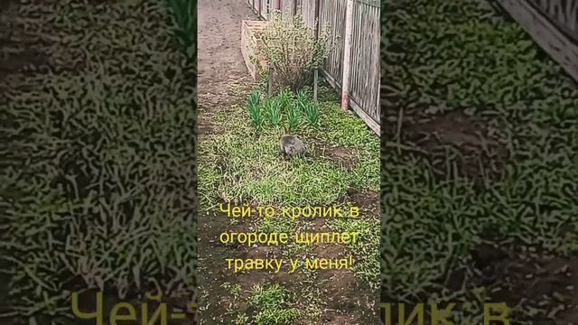 Чей-то кролик в огороде! смотреть онлайн