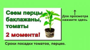 Кудрявая  рассада томатов. Что необходимо.