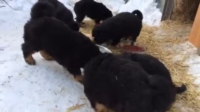 Банхары 4 смотреть онлайн