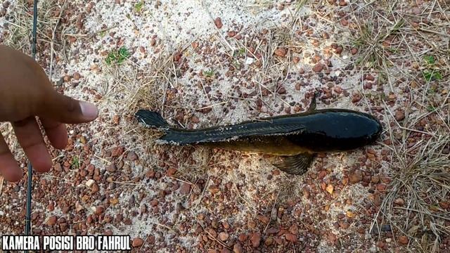 Casting Ikan Gabus Dispot Kanal Sawit Yang Hampir Mengering смотреть онлайн