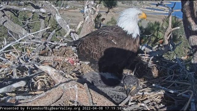Shadow and his treasure Big Bear Bald Eagle Live Nest Cam смотреть онлайн