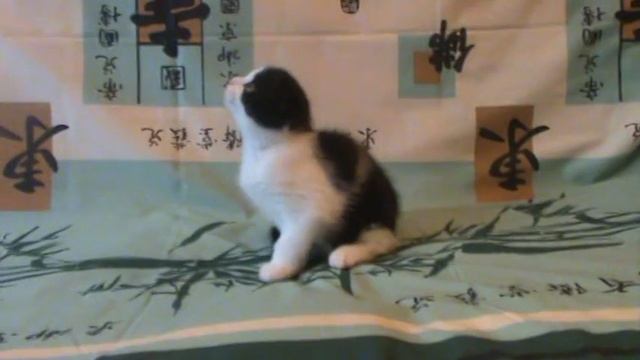 AnyKey Edgar Allan 1 смотреть онлайн