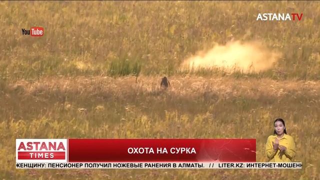 Охотничий сезон на сурков открылся в Павлодарской области смотреть онлайн
