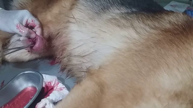 Miasis en perro Pastor alemán .dolor extremo смотреть онлайн