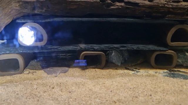 Fish room tour of our L number plecos L174 L46 L333 L236 смотреть онлайн