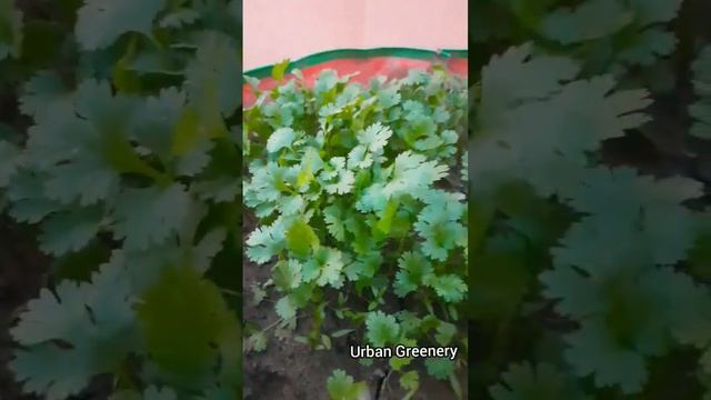 Know this amazing fact for your better gardening!|Gardening tips| #trendingshorts #gardening#plants смотреть онлайн