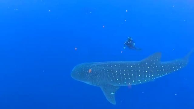 Whale sharks off Pico Island смотреть онлайн