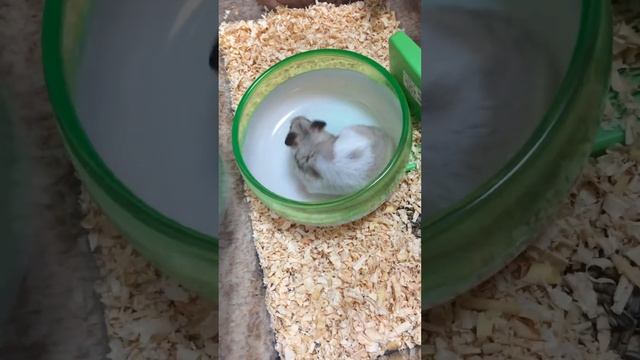 Наш малыш 😂😂🐹 смотреть онлайн