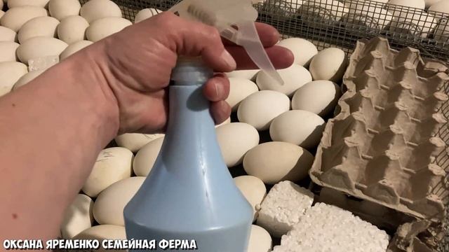ИНКУБАЦИЯ Гусиного яйца / Обработка РАСТВОРОМ УКСУСА смотреть онлайн
