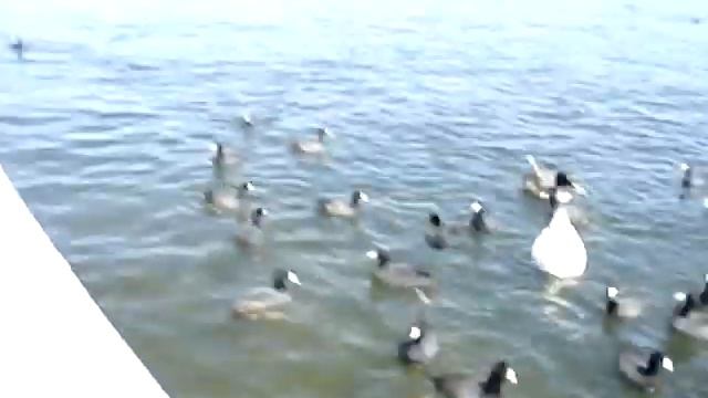 Кормим уток, я и Макс смотреть онлайн