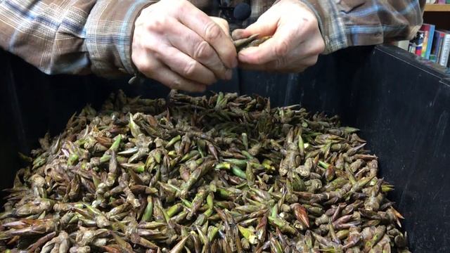 Cottonwood Buds with Michael Pilarski "Skeeter" смотреть онлайн