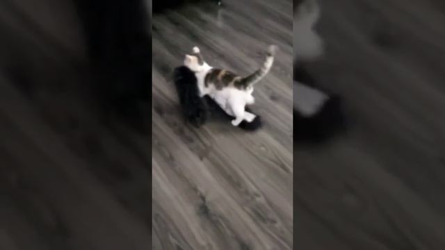 Это, уважаемые воры, Сонька - золотая ручка😂 смотреть онлайн