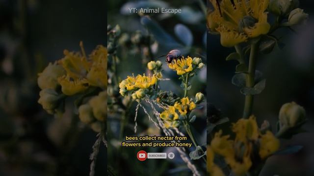 Bees collect nectar from flowers смотреть онлайн