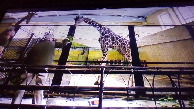 Тренинг с жирафиком по имени Табо в Калининградском зоопарке.