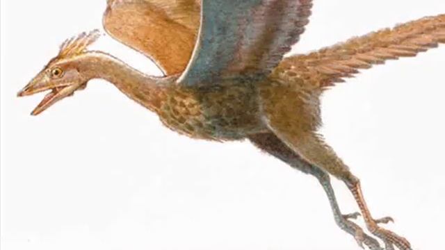 Archaeopteryx Remix.