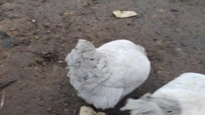 Курочки породы лакенфельдер, Эйленбард, амераукана и другие