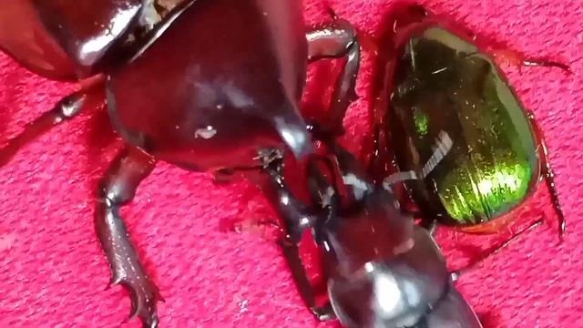 Rhinoceros beetle(xylotrupes sp.) vs stag beetle(dorcus sp.) смотреть онлайн