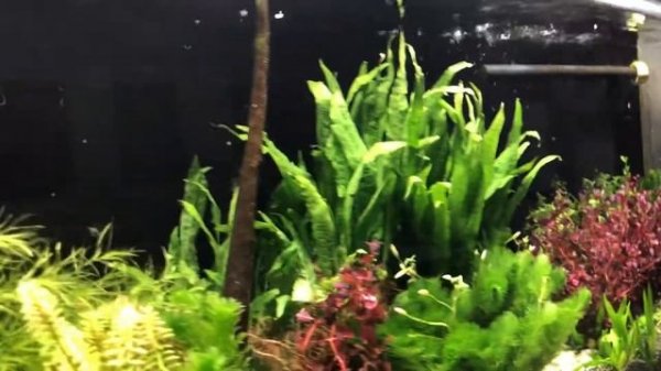 MicMol - Aqua Air 1200 Planted - 48" Tank Show