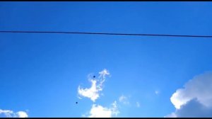 Николаевские голуби в полёте