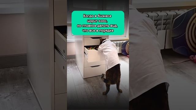 Когда в бизнесе полный хаос, но ты делаешь вид, что всё в порядке🤪