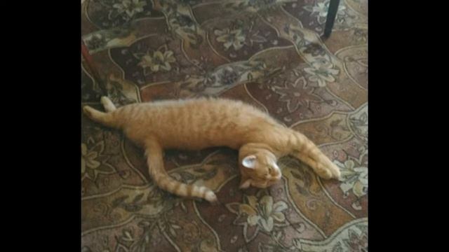 День Рождения моей кошки Кнопы. 9 лет как 9 жизней. смотреть онлайн