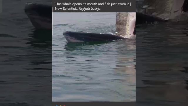 🐋 This whale open its mouth and fish just swim in 🐋shorts смотреть онлайн