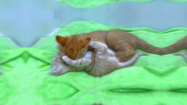 The ginger kitten caught the baby kitty and shows his superiority смотреть онлайн