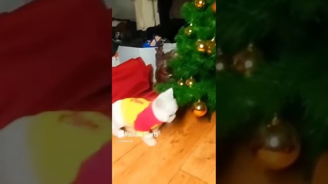 КОЛЬ-ОК (5) смотреть онлайн