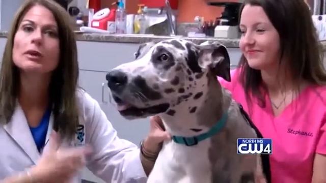 Animal Health 09/18/18 - Urinary Tract Infections смотреть онлайн