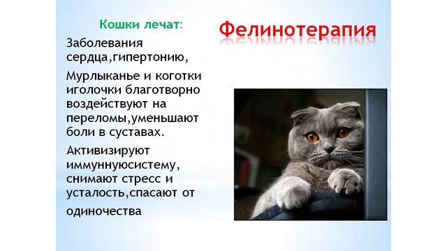 Зоотерапия часть 1 смотреть онлайн