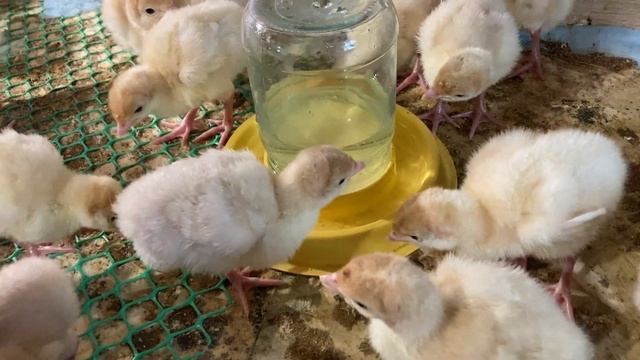 Вывод индюшат хайбрид-конвертер смотреть онлайн