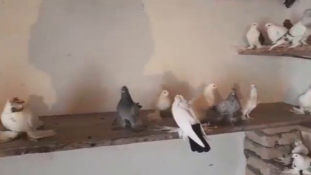 Кептерлер Голуби Кабутар Каботар Pigeons 🕊🕊 кептер