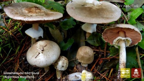 ГРИБЫ ШАМПИНЬОНЫ ВСЕ ВИДЫ