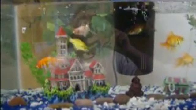 20 Gal. Goldfish/Koi Aquarium смотреть онлайн