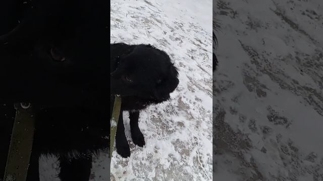 Стелла, помесь спаниеля, ищет дом, Воронеж смотреть онлайн