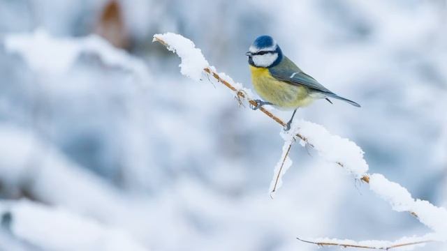 Вірш Л. Костенко «Синичка на снігу» смотреть онлайн