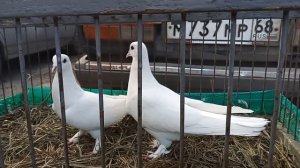 Ярмарка голубей в г. Тамбов