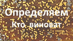 Как определить, в семье пчел матка-трутовка или пчелы-трутовки
