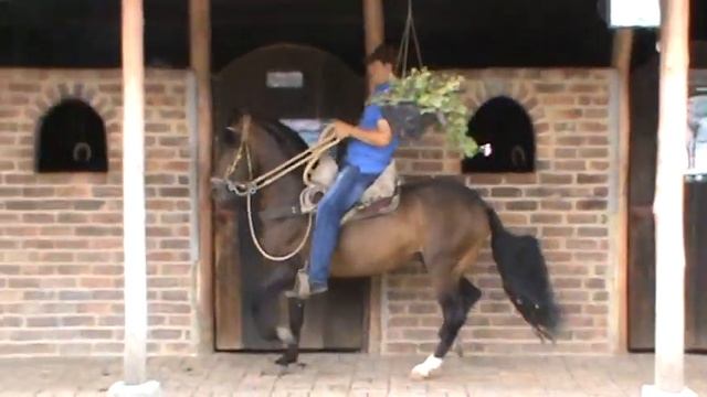 CABALLO PARAISO II смотреть онлайн