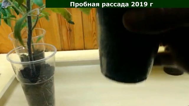 7 рецептов коренастой рассады смотреть онлайн