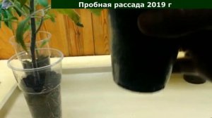 7 рецептов коренастой рассады