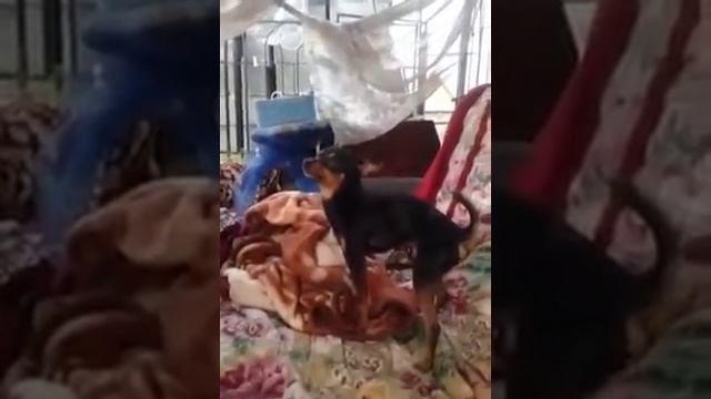 Собака себя удовлетворяет) смотреть онлайн