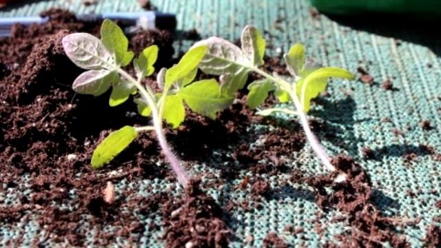 Пикировка рассады. Главный корень. Обрезание. смотреть онлайн