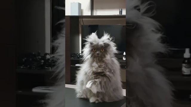 Фотомодель смотреть онлайн