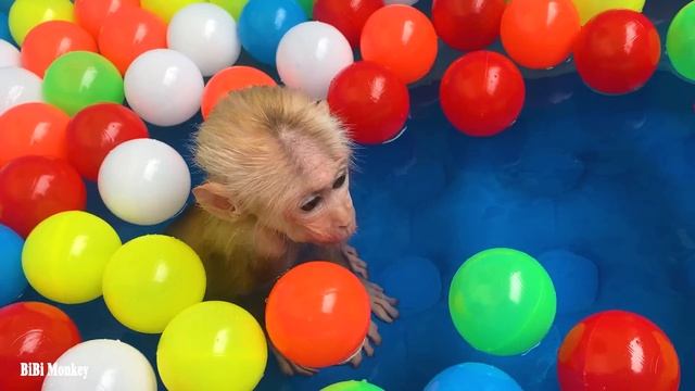 Gluttony Bibi Monkey Craves Daddy's Coffee! Learn To Swim With Rainbow Balls