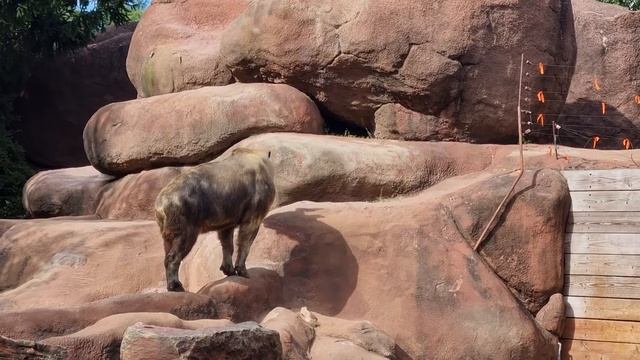 Takin (also Called Cattle Chamois or Gnu Goat). смотреть онлайн