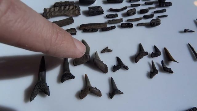 Bracklesham Bay FOSSILS - One Day of Finds!!! - with Leon Hills - LEON CREATOR смотреть онлайн